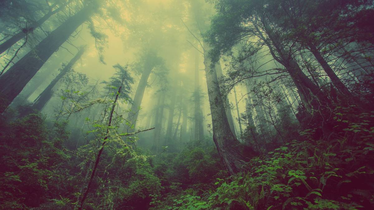 foggy forest