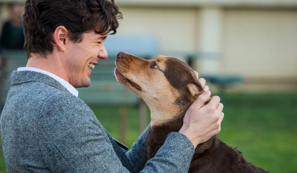 A Dog's Way Home (2019) REVIEW - A Sweet But Forgettable Family Film
