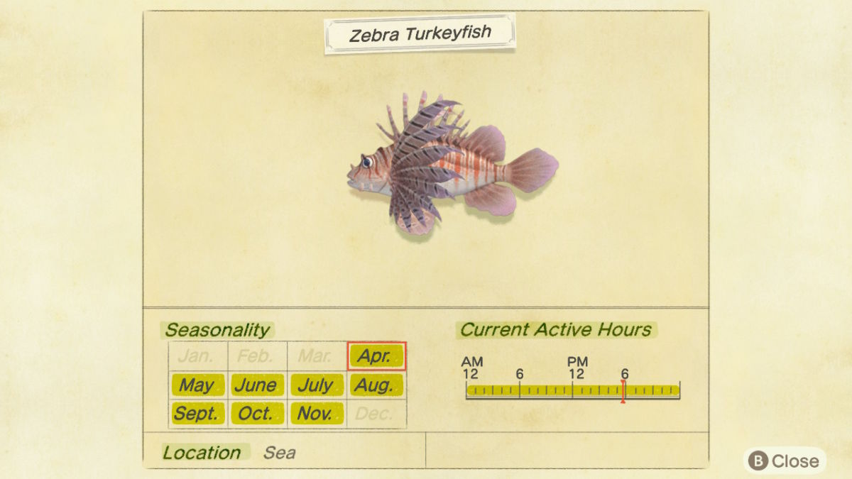 zebra turkeyfish