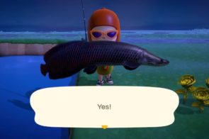 Arapaima