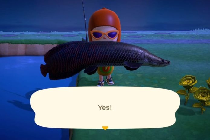 Arapaima