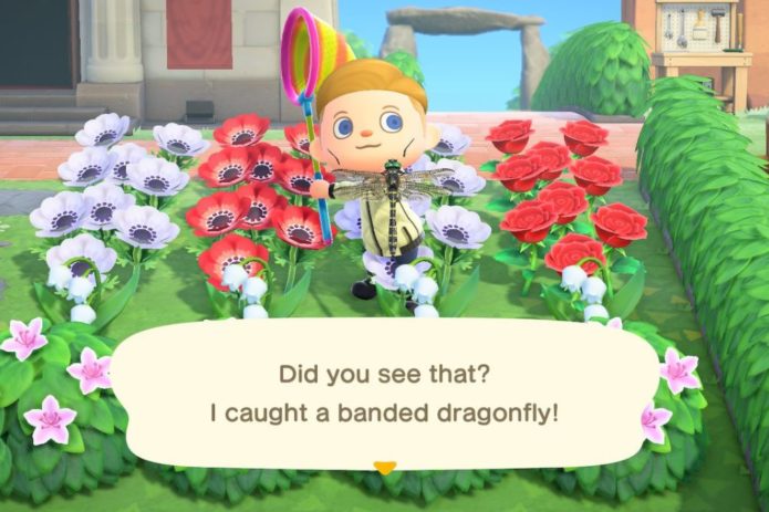 Banded Dragonfly New Horizons 1