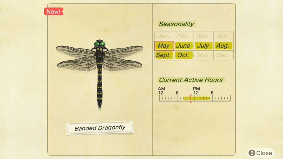 Banded Dragonfly