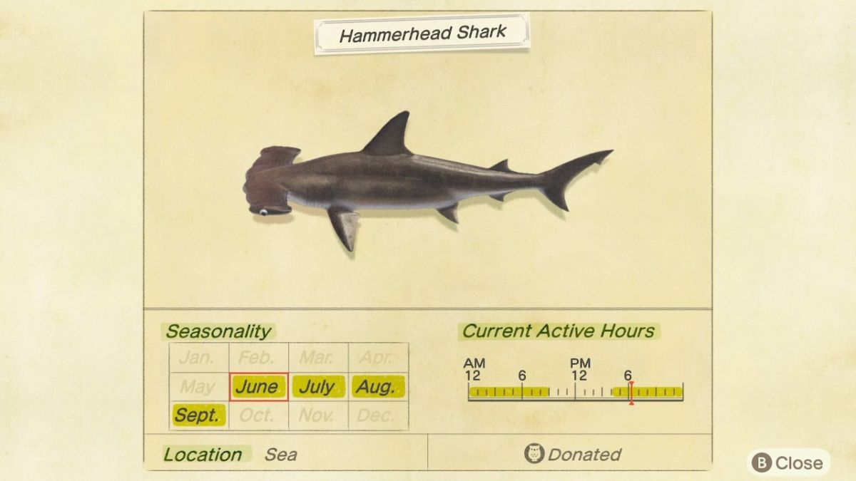 Hammerhead Shark New Horizons