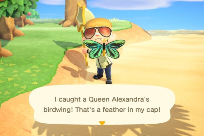 Queen Alexandra's Birdwing 1