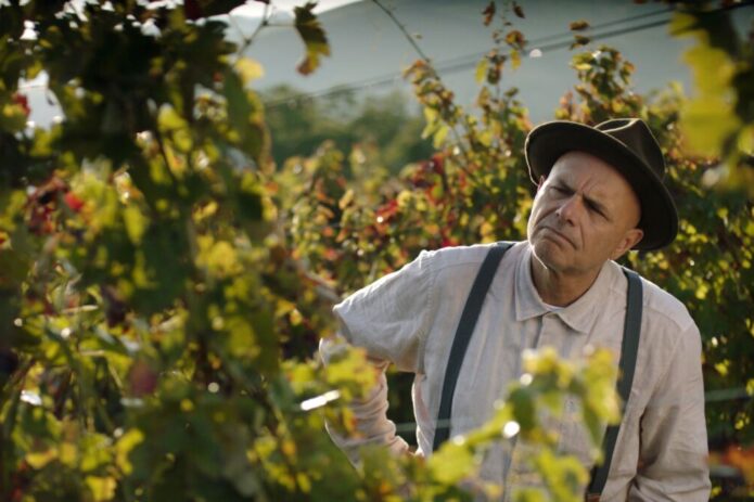 From the Vine