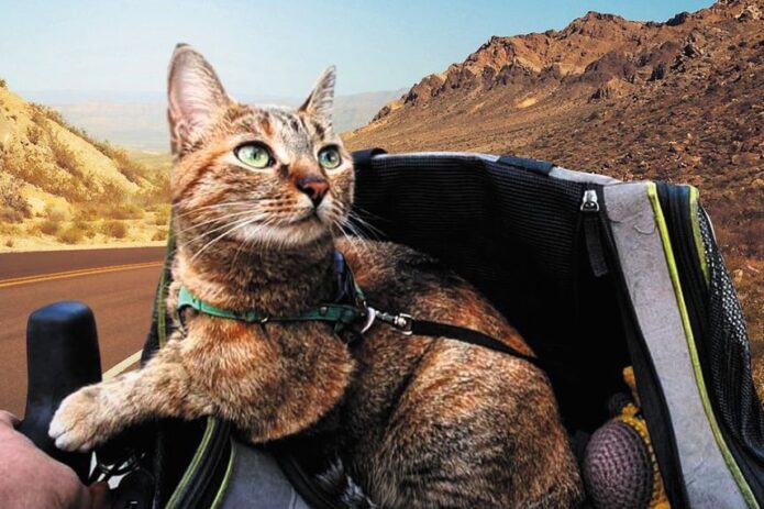 nala's world