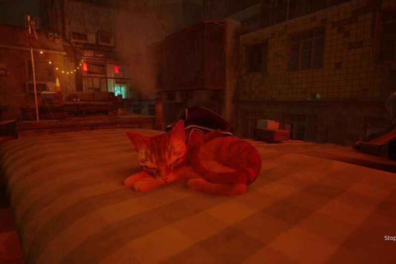 Stray