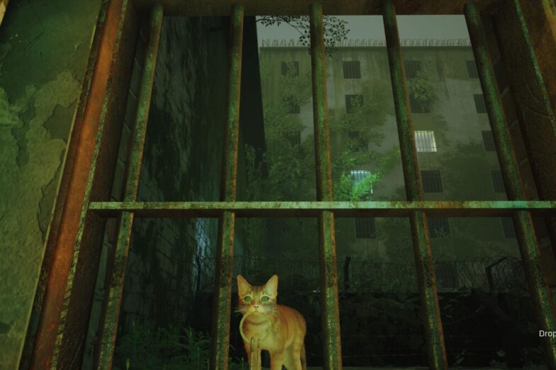 Stray meow