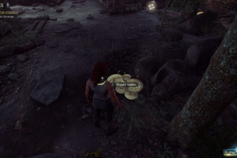 Dryad's Saddles